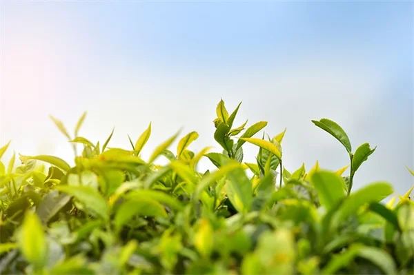 植物園の楽しみ方：知らないと損するアクティビティと守るべき3つのルール