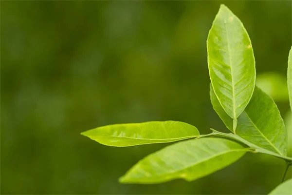 印楝油の使い方と効果を初心者向けに解説！あなたの庭も守れる自然農薬
