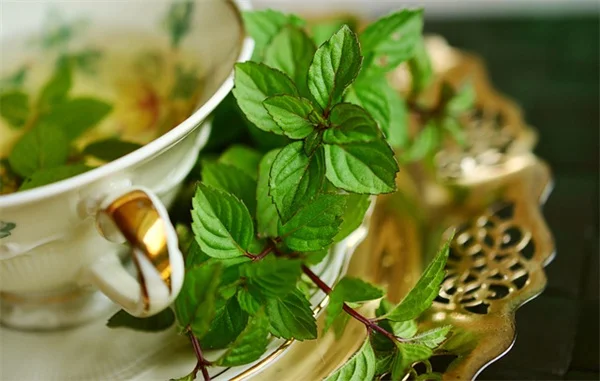 知ってる？スグできる蜘蛛植物を茂らせるベスト5