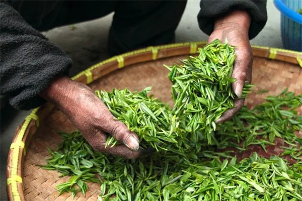 知ってる？スグできる蜘蛛植物を茂らせるベスト5